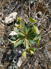 Euphorbia