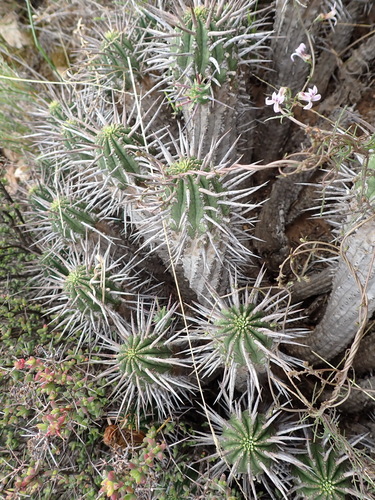 Image of Euphorbia ferox by (c) Nicola van Berkel, some rights reserved (CC BY-SA)