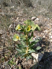 Euphorbia