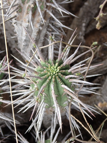 Image of Euphorbia ferox by (c) Nicola van Berkel, some rights reserved (CC BY-SA)