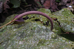 Anthurium combeimense
