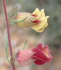 Hermannia gracilis
