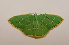 Comostola subtiliaria