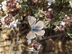 Pseudophilotes panoptes