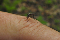 Aedes triseriatus