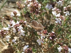 Pseudophilotes panoptes