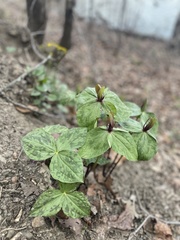 Trillium viridescens