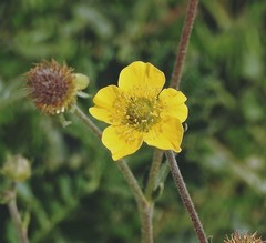 Geum magellanicum