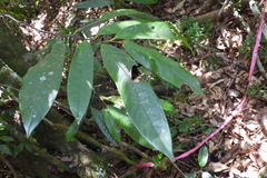 Fissistigma glaucescens