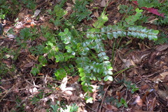 Lasianthus biflorus