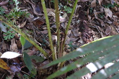Calamus beccarii