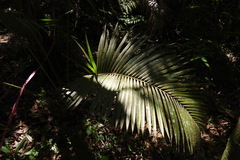 Calamus beccarii