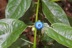 Lasianthus micranthus