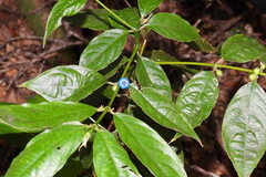 Lasianthus micranthus