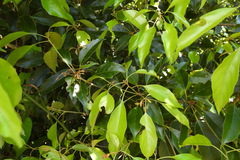 Quercus repandifolia