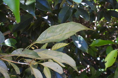 Quercus repandifolia