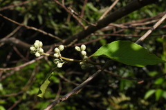Alniphyllum pterospermum
