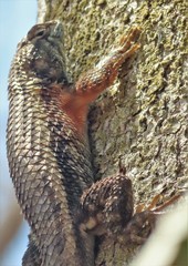 Sceloporus horridus