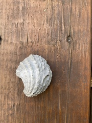 Arcinella