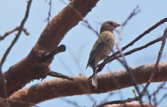 Passerina versicolor