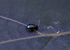 Aphthona strigosa