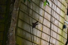 Cinclocerthia ruficauda