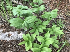 Maianthemum