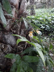 Galeandra