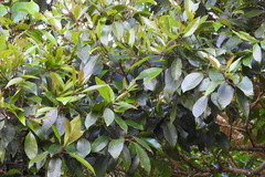 Syzygium kusukusuense