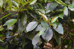 Syzygium kusukusuense