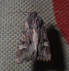 Trigonophora jodea