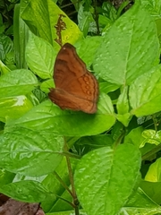 Junonia hedonia