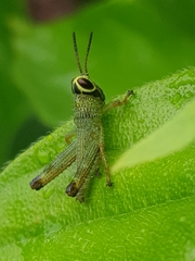 Acrididae