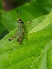 Acrididae