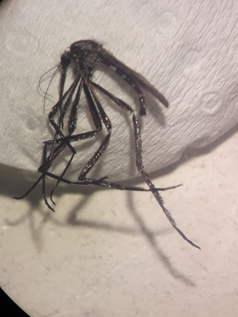 Psorophora lineata
