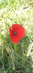 Papaver rhoeas