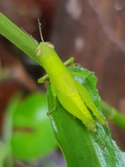 Acrididae