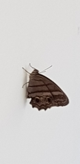Lepidoptera