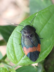 Eucorydia dasytoides