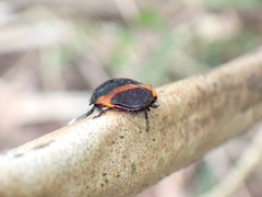 Eucorydia dasytoides