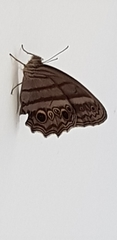 Lepidoptera
