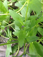 Asperugo procumbens