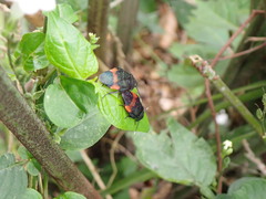 Eucorydia dasytoides