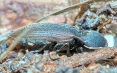 Agriotes obscurus