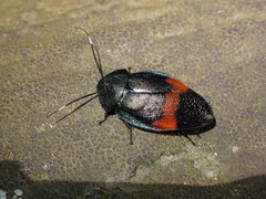 Eucorydia dasytoides