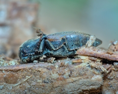 Agriotes obscurus
