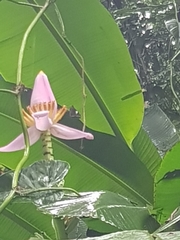 Notocrypta paralysos