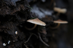 Filoboletus gracilis