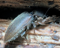 Agriotes obscurus