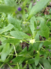 Asperugo procumbens
